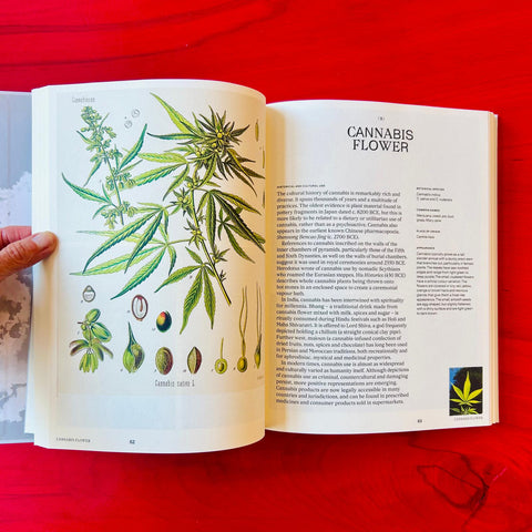 Psychoactive Plants and Fungi  / Liam Engel