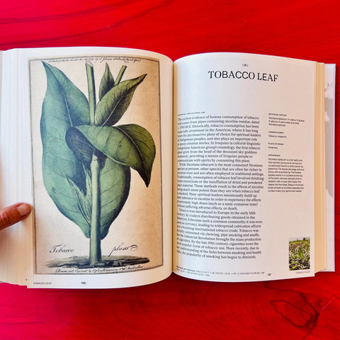 Psychoactive Plants and Fungi  / Liam Engel