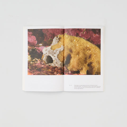 MEDITERRANEAN ICEBERGS: Invisible Connections Underwater, James Bridle, Janine Randerson, Thanos Dailianis, Hypatia Vourloumis, Yorgos Efharis, Asli Özdoyuran, Geert Somers, Iva Radivojević, Maria F. Dolores, Anna Lascari, David Bergé, Daphne Dragona